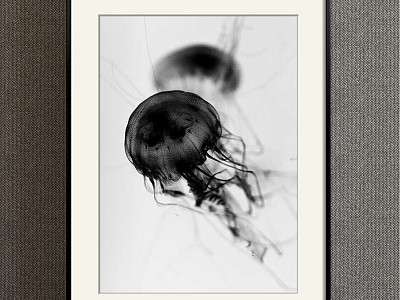 Modern Animal Painting Simple Black and White Children's Room Animal Jellyfish Decorative Painting model