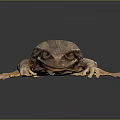 Brown Frog With Textured Skin Resting On Smooth Reflective Surface 3d model