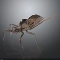 Brown insect with leaf like texture and long slender legs on dark background with reflection 3d model