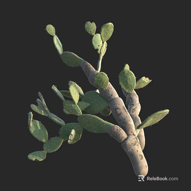 Cactus Plant With Green Fleshy Pads And Brown Stems Against Black Background 3d model 