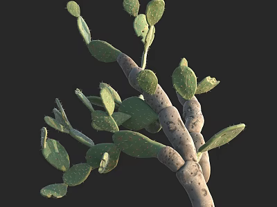 Cactus Plant With Green Fleshy Pads And Brown Stems Against Black Background 3d model