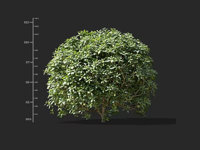 Rounded Green Leaf Shrub With Measurement Scale Showing Height For Garden Landscaping 3d model