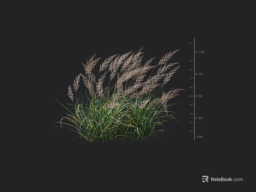 Ornamental Grass Plant With Green Leaves Feathery Plumes And Height Measurement Scale 3d model 