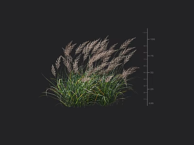 Ornamental Grass Plant With Green Leaves Feathery Plumes And Height Measurement Scale 3d model