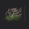 Ornamental Grass Plant With Green Leaves Feathery Plumes And Height Measurement Scale