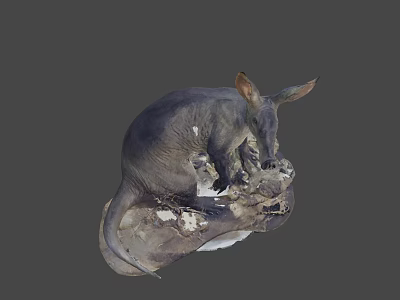 Dark Fur Anteater Taxidermy Specimen With Long Snout And Large Ears 3d model