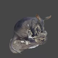 Dark Fur Anteater Taxidermy Specimen With Long Snout And Large Ears