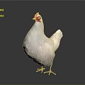 White Chicken with Red Comb Standing Gracefully on Gray Background
