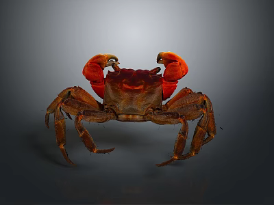 Red Clawed Aquatic Crab With Brown Shell And Extended Legs Front View 3d model