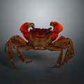 Red Clawed Aquatic Crab With Brown Shell And Extended Legs Front View