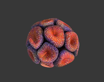 Coral Polyps Forming Vibrant Spherical Structure With Red Purple And White Spots 3d model Coral Polyps Forming Vibrant Spherical Structure With Red Purple And White Spots 3d model