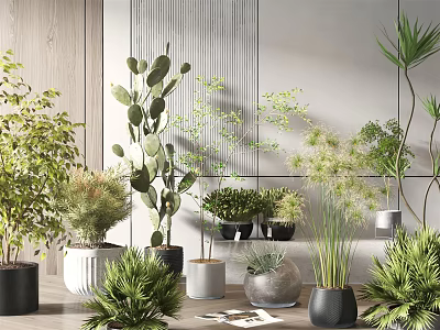 Indoor Potted Plants With Various Greenery Cactus And Stylish Ceramic Pots 3d model