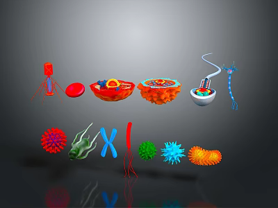 Human Brain 3D Anatomical Structure With Neural Cells And Synaptic Connections 3d model