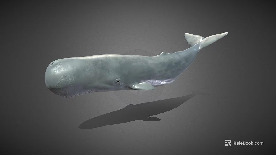 Realistic Gray Whale 3D Model With Smooth Surface And Shadow On Gray Background 3d model 