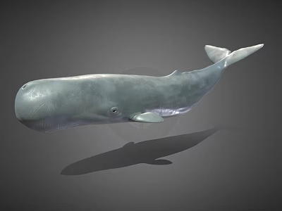 Realistic Gray Whale 3D Model With Smooth Surface And Shadow On Gray Background 3d model