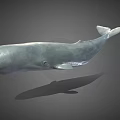 Realistic Gray Whale 3D Model With Smooth Surface And Shadow On Gray Background 3d model