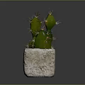 Green Spiky Cactus Plant In Square Stone Pot On Dark Surface