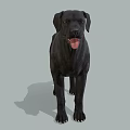 Realistic Black Labrador Dog Standing On Gray Background With Tongue Out