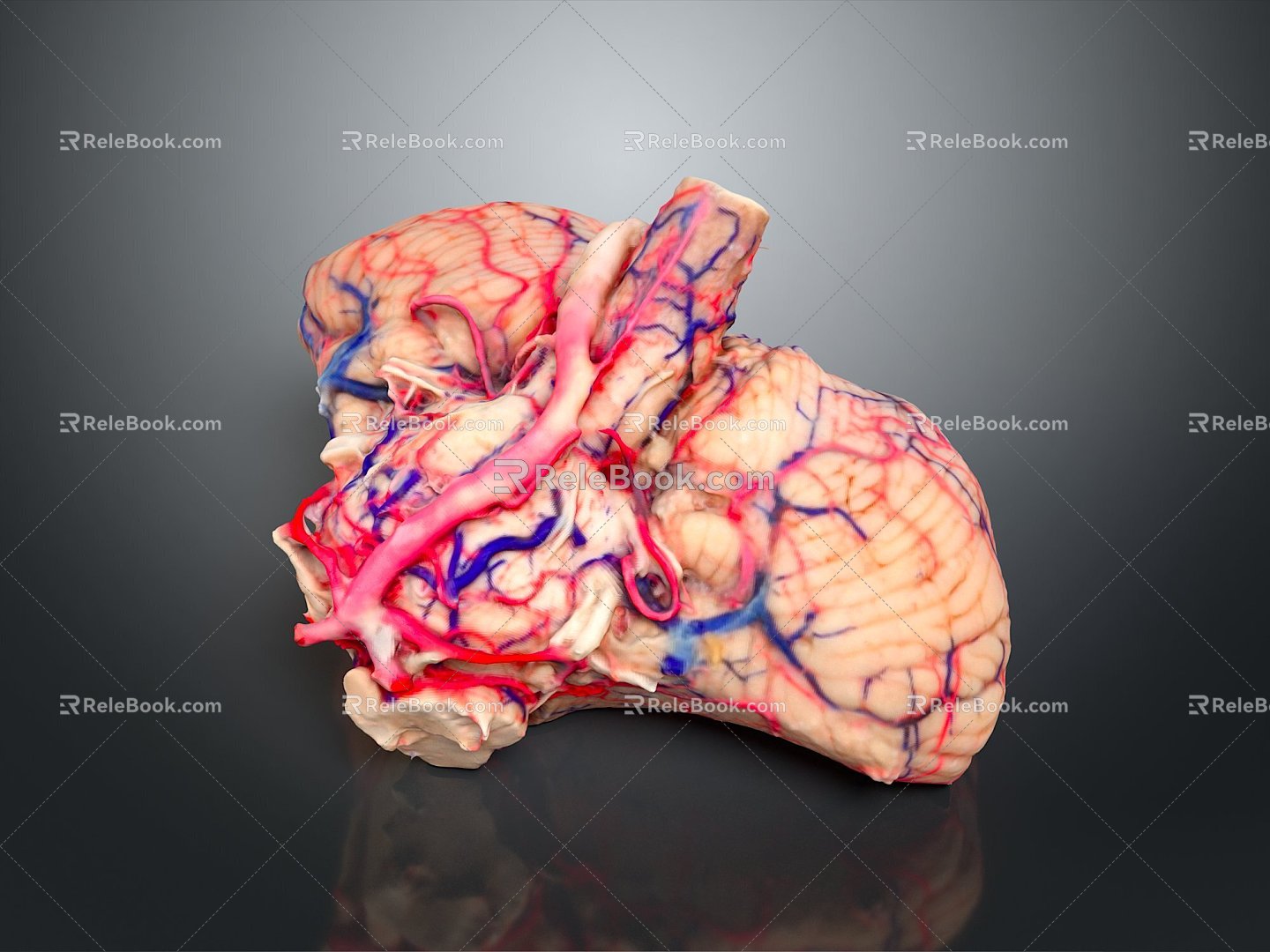 Human Brain Human Brain Brain Structure Head Planer Face Human Head Planer Face Human Brain Planer Face Structure 3d model