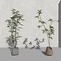Indoor Bonsai Potted Plants With Green Leaves Slender Branches Gray And Beige Pots