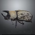 Large Horned Beetle With White Body And Brown Spots On Dark Background