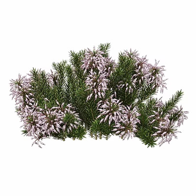 Green Needled Plant Cluster With Purple Small Flowers And Lush Foliage 3d model