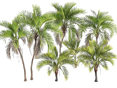 Lush Green Palm Trees With Tall Trunks And Vibrant Fronds In Natural Scene 3d model