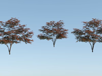 Three Arbor Trees with Red Brown Leaves and Spreading Crowns Against Blue Sky 3d model