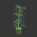 Tall Green Indoor Plant With Vibrant Leaves In Red Decorative Pot