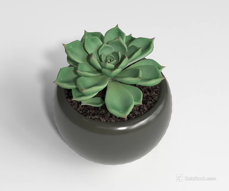 Bonsai Potted Succulent Plant with Green Fleshy Leaves in Dark Round Pot 3d model 