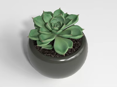 Bonsai Potted Succulent Plant with Green Fleshy Leaves in Dark Round Pot 3d model