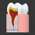 Human Tooth Cross Section Anatomy Showing Enamel Dentin Pulp And Gum