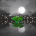 Pink Lotus Flower and Green Leaves Under Full Moon with Water Reflection and Distant Lights