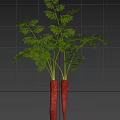 Fresh Carrots with Green Leaves and Red Roots Displaying Growth Size on Ruler Background