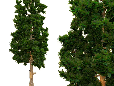 Tall Arbor Trees With Lush Green Foliage And Varied Trunk Structures 3d model