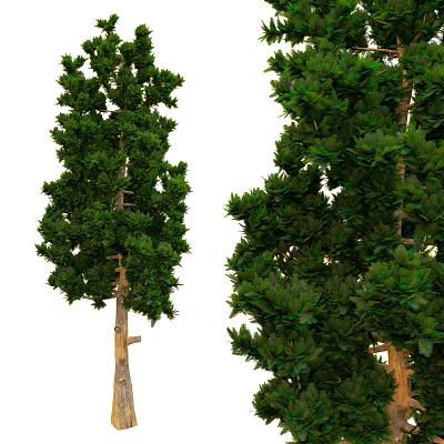 Tall Arbor Trees With Lush Green Foliage And Varied Trunk Structures 3d model