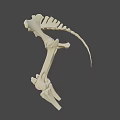 Human Pelvic Bone Anatomical Structure in Detailed 3D Rendering 3d model