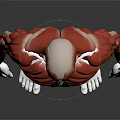 Human Organ Muscle Anatomy 3D Model Showing Detailed Body Structures