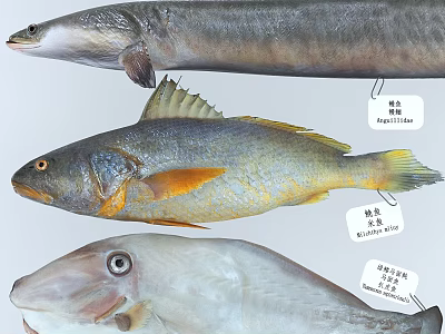 Different Aquatic Animal Species Including Anguilla japonica Nibea albiflora and Paralichthys olivaceus 3d model