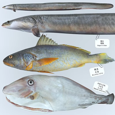 Different Aquatic Animal Species Including Anguilla japonica Nibea albiflora and Paralichthys olivaceus 3d model