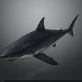 Detailed Blue Shark With Red Markings On Body Against Gray Background