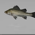 Silver Fish With Black Spots Dark Fins And Tail On Gray Background With Reflection 3d model