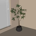 Lush Leafy Bonsai Plant with Multiple Branches in Gray Ceramic Pot by Window with Blinds