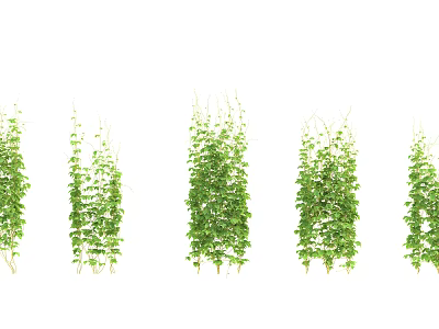Lush Green Climbing Vines With Various Heights For Garden Decoration 3d model