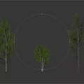Three Different Size Green Trees With Foliage Isolated On White Background