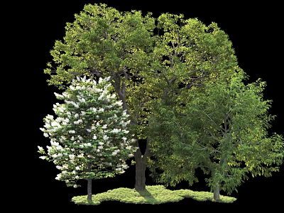 Lush Arbor Trees With White Flowering Branches And Green Foliage On Grass 3d model