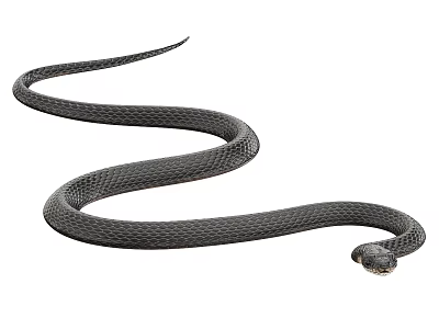 Detailed Black Reptile Snake With Curved Body Slithering On White Background 3d model
