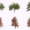 Various Tree Varieties Featuring Green and Red Foliage on Single Trunks 3d model
