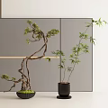Stylish Bonsai Tree and Bamboo Plant in Black Pots with Grey Screen and Decorative Lighting