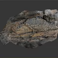 Unique Wood Stone With Organic Detailed Natural Texture And Raw Material Look